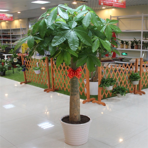 特大單桿發財樹